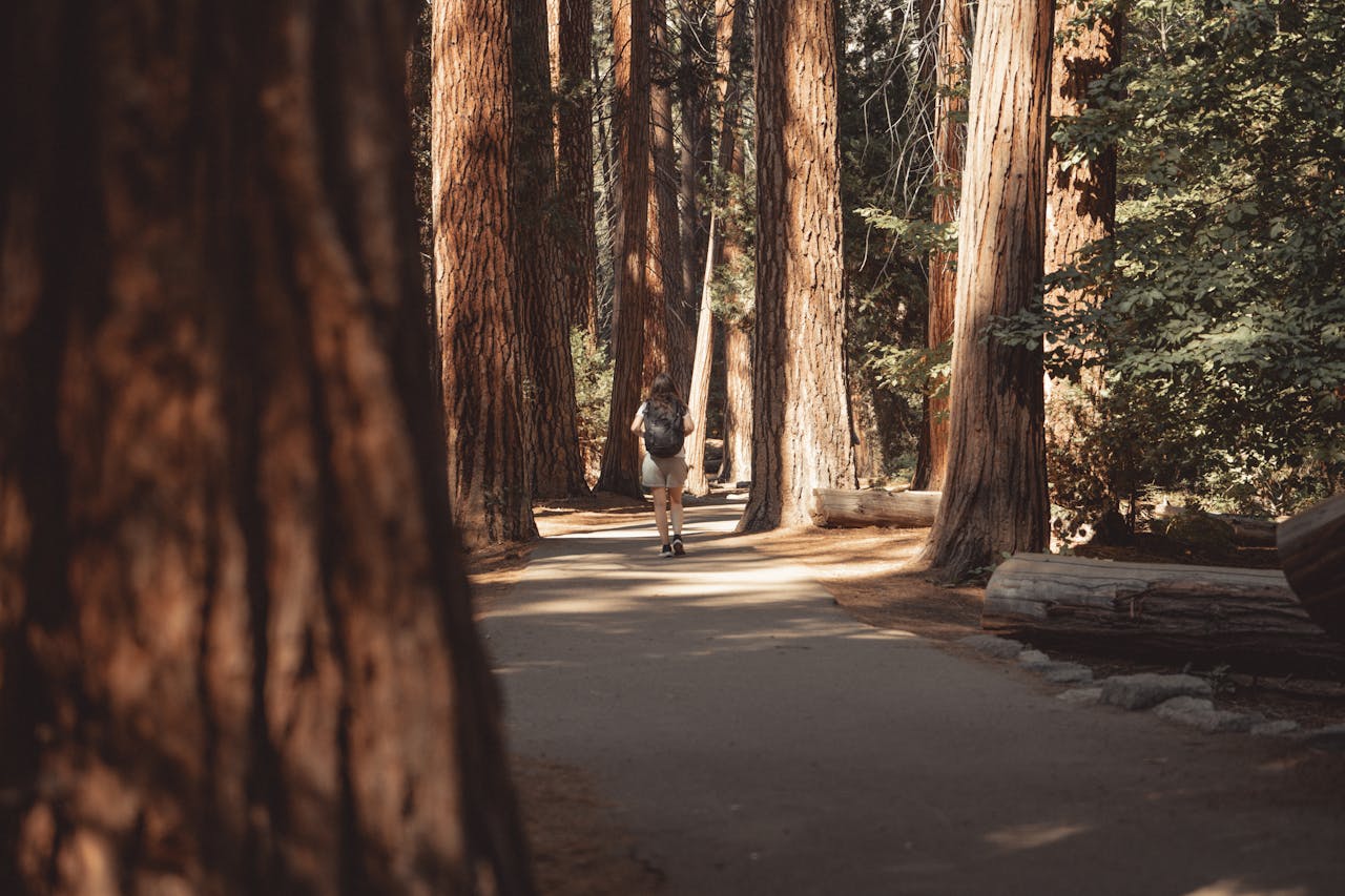 A lone hiker walks through towering sequoias in Yosemite Valley, capturing the essence of adventure.