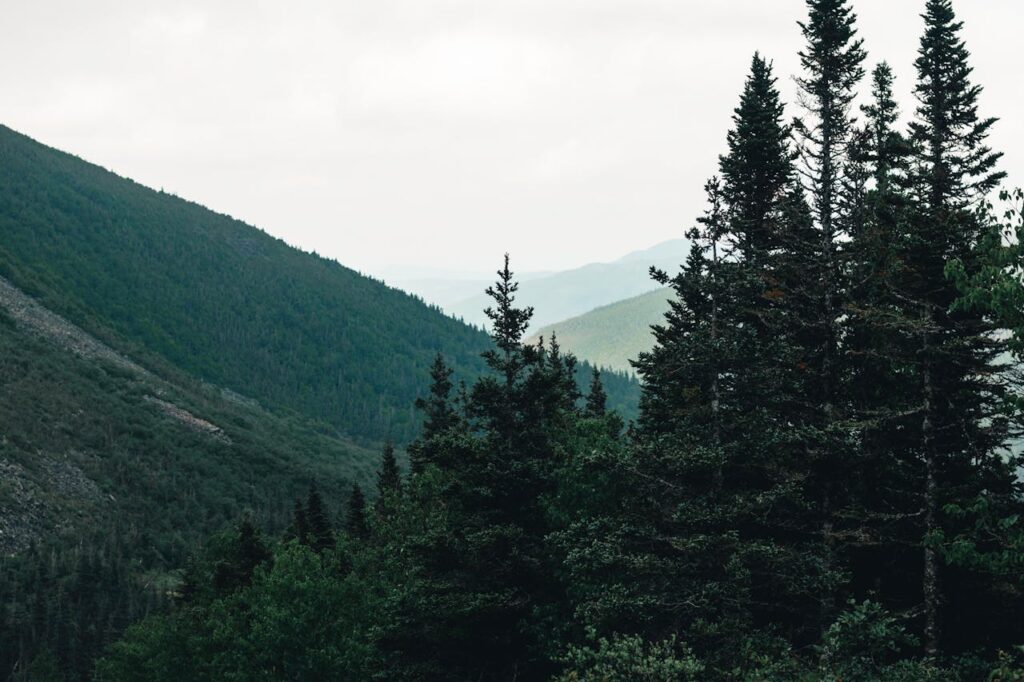 Peaceful forest and mountain scene in Gaspé, QC, Canada, perfect for nature enthusiasts.