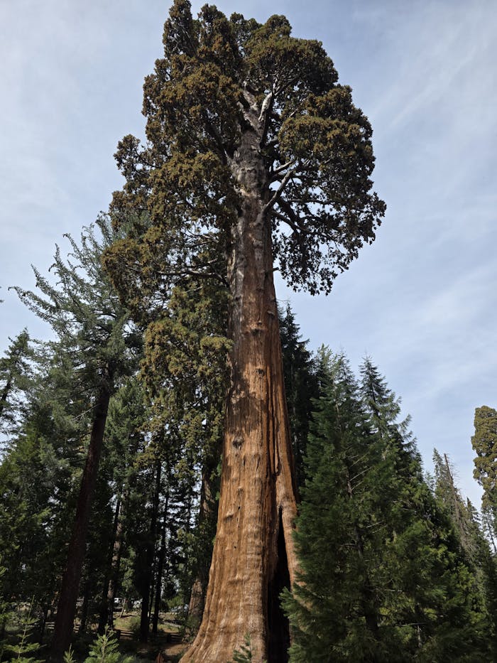 Towering Sequoia tree amidst lush forest in California, USA. A striking example of natural beauty and grandeur.