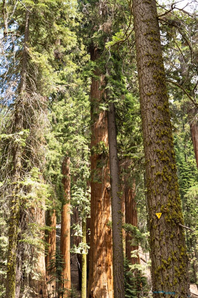 Sunlit view of towering redwood trees in a dense forest setting.