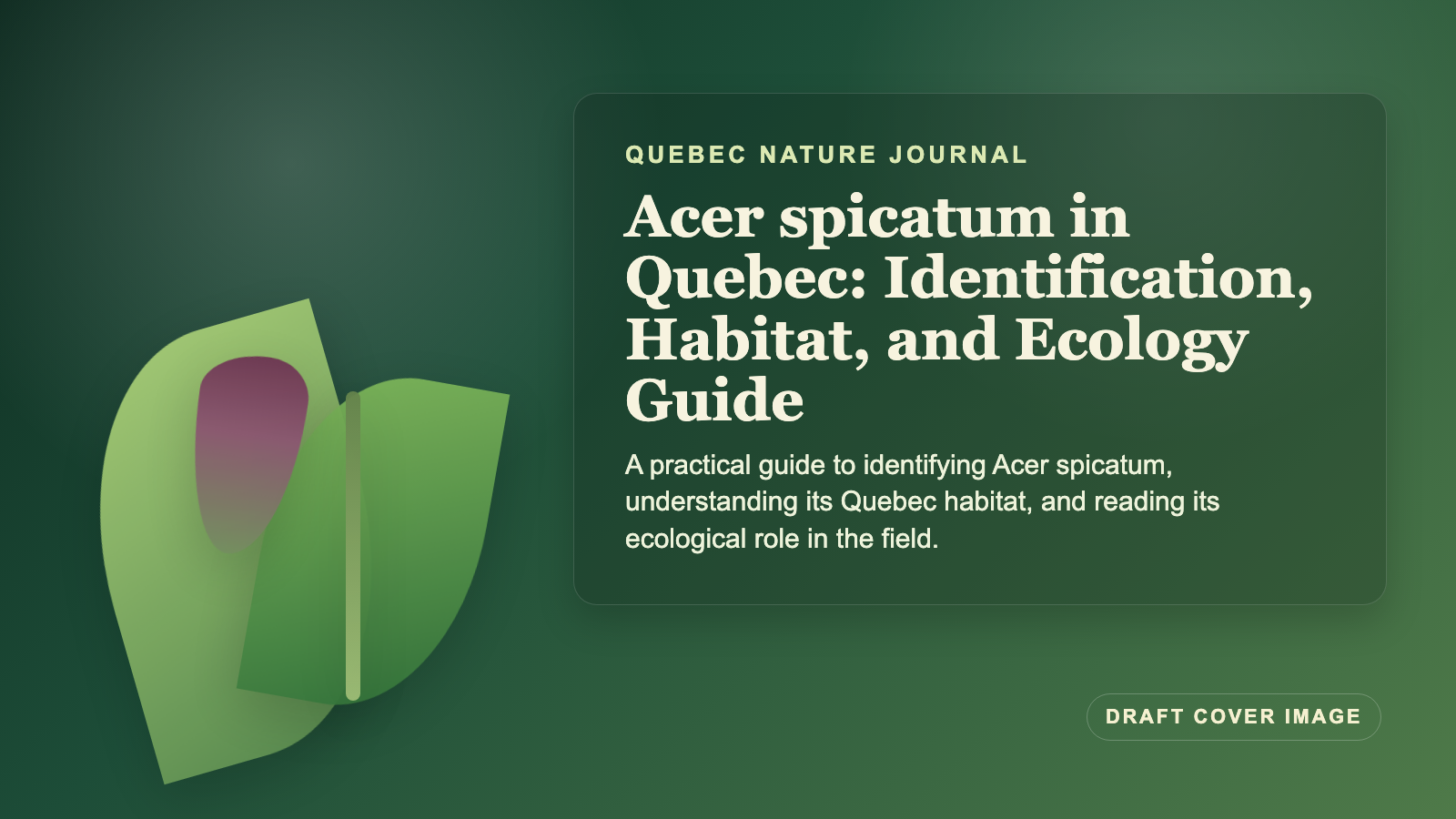 Illustration inspired by Acer spicatum in Quebec