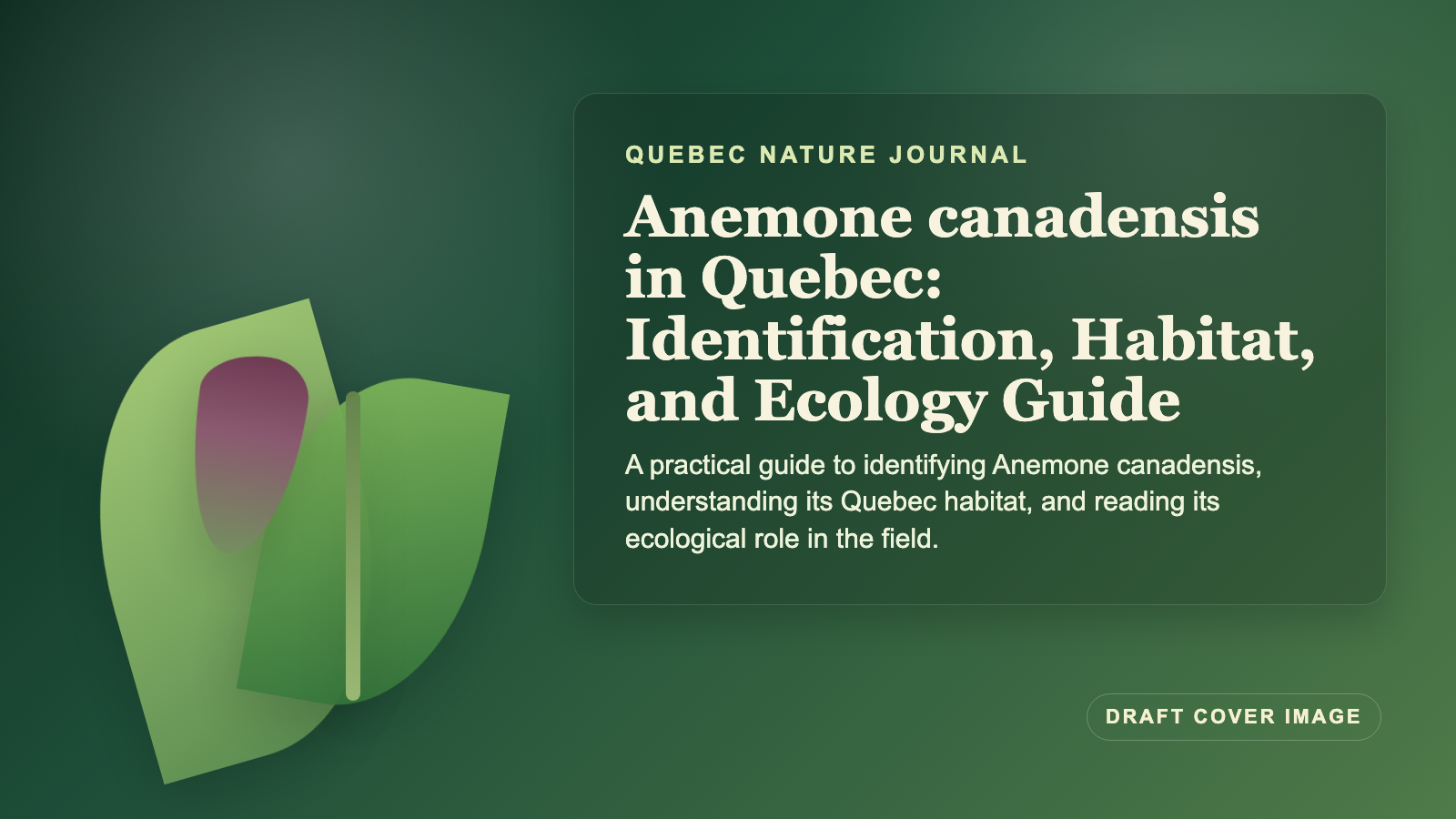 Illustration inspired by Anemone canadensis in Quebec