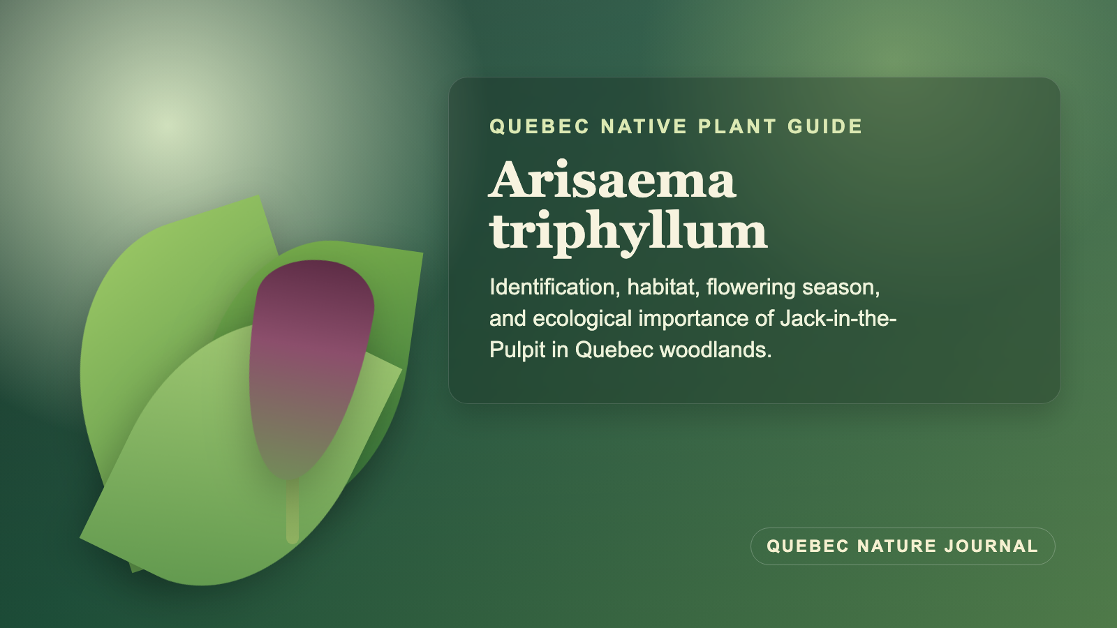 Illustration inspired by Arisaema triphyllum in a Quebec woodland setting