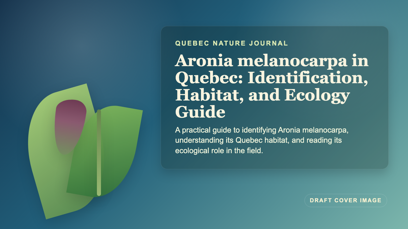 Illustration inspired by Aronia melanocarpa in Quebec: Identification, Habitat, and Ecology Guide