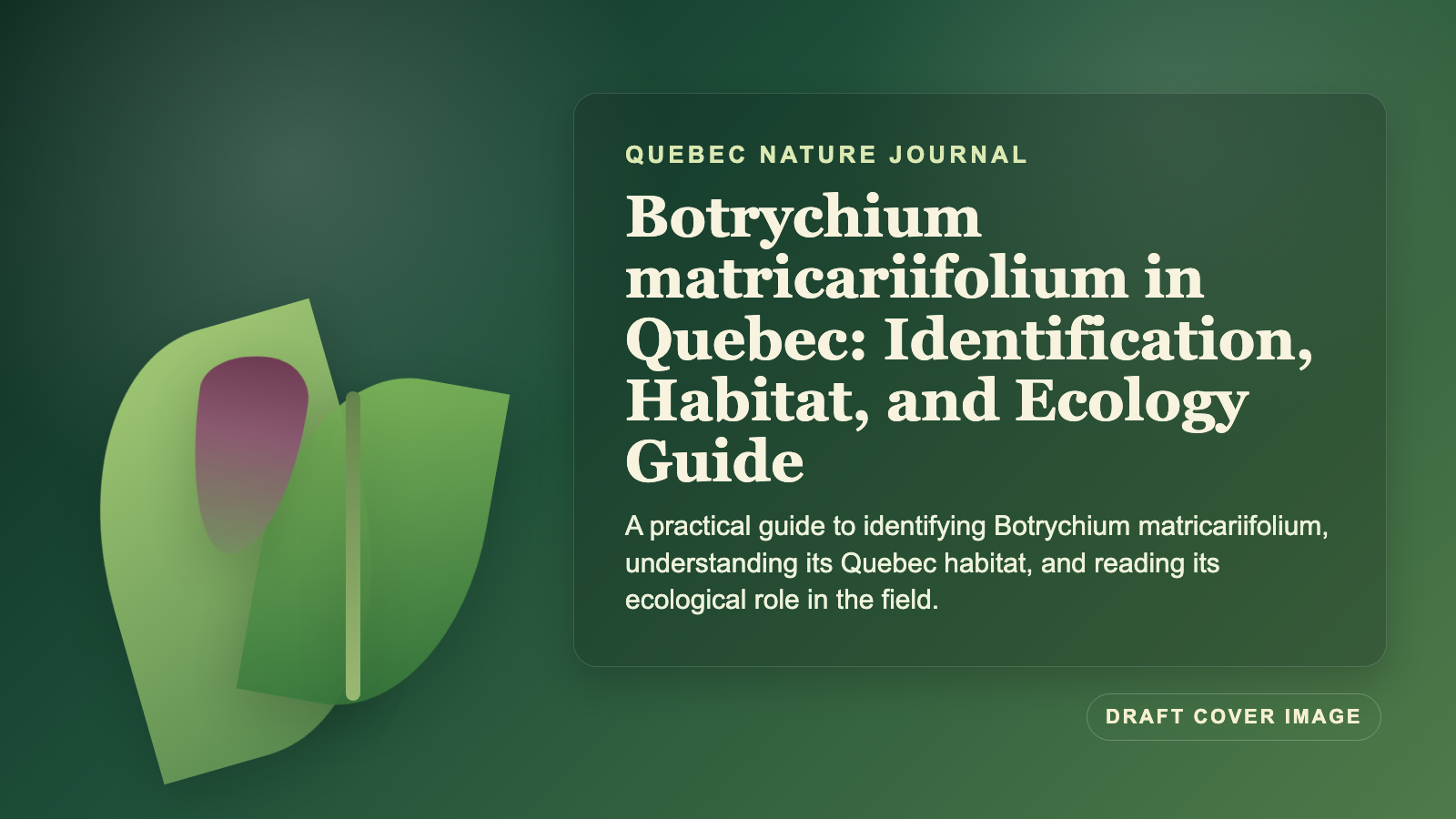 Illustration inspired by Botrychium matricariifolium in Quebec: Identification, Habitat, and Ecology Guide