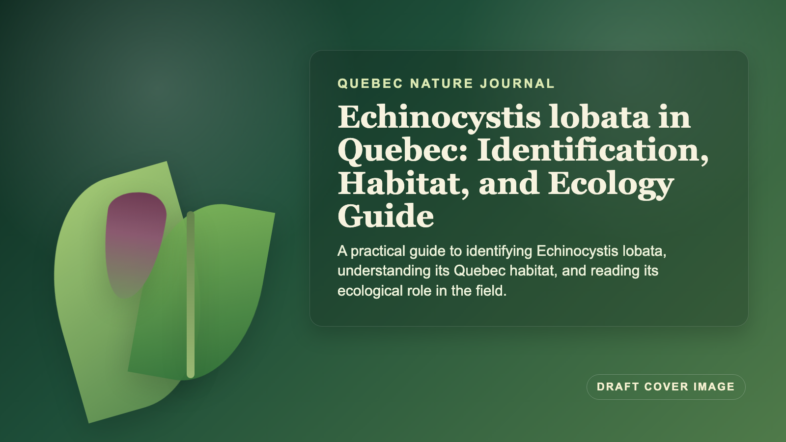 Illustration inspired by Echinocystis lobata in Quebec