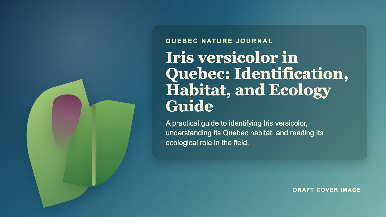 Illustration inspired by Iris versicolor in Quebec: Identification, Habitat, and Ecology Guide