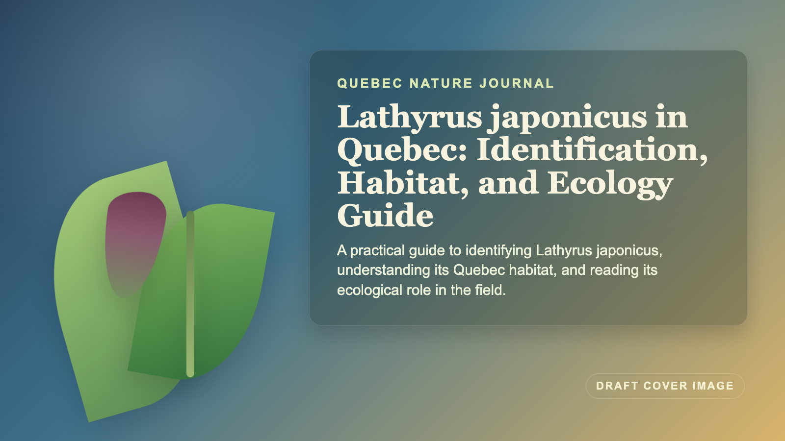 Illustration inspired by Lathyrus japonicus in Quebec