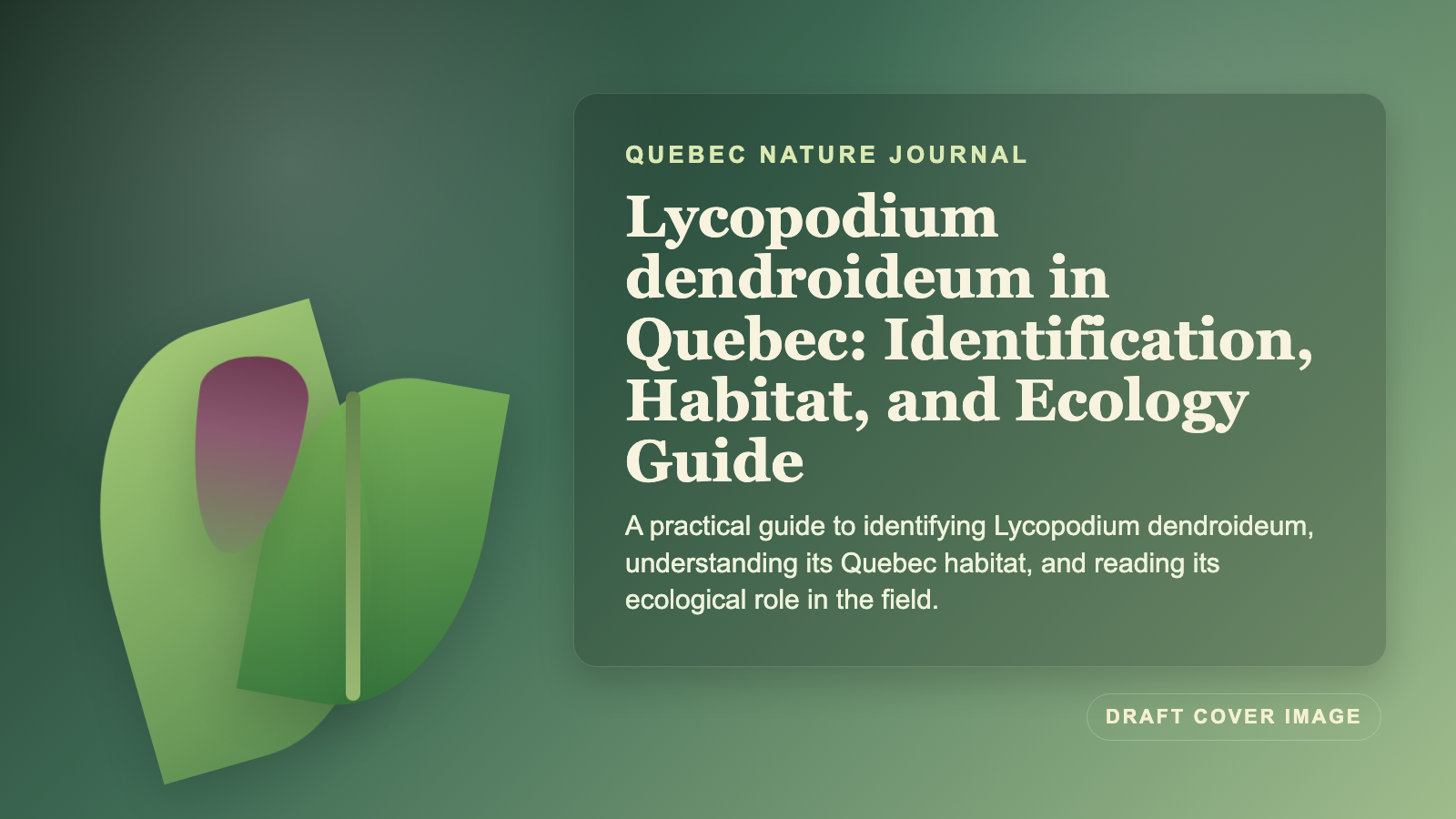 Illustration inspired by Lycopodium dendroideum in Quebec: Identification, Habitat, and Ecology Guide