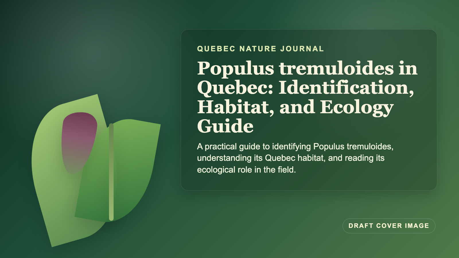 Illustration inspired by Populus tremuloides in Quebec