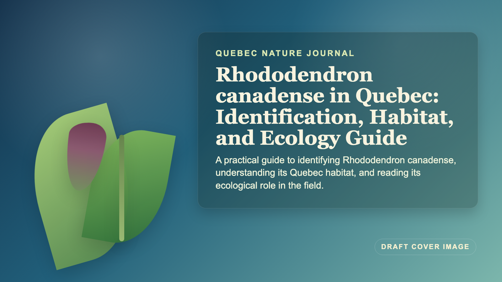 Illustration inspired by Rhododendron canadense in Quebec: Identification, Habitat, and Ecology Guide