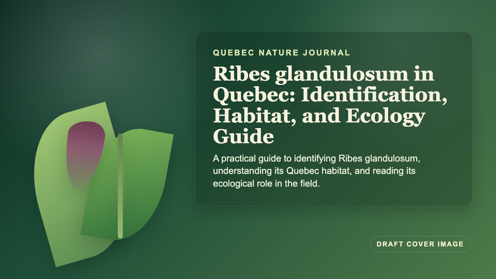 Illustration inspired by Ribes glandulosum in Quebec: Identification, Habitat, and Ecology Guide