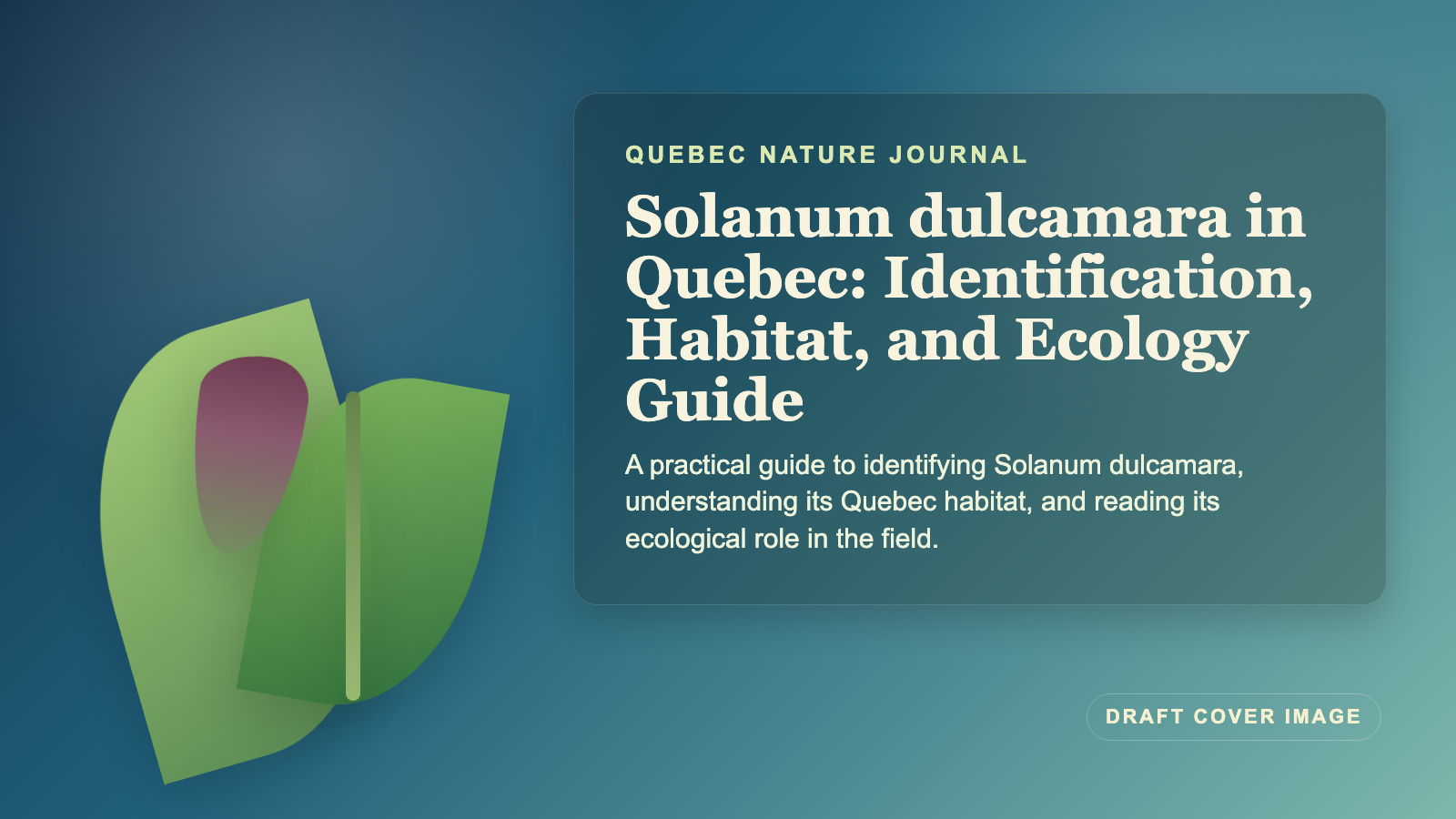 Illustration inspired by Solanum dulcamara in Quebec